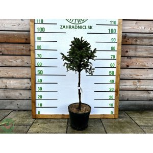 Smrek obyčajný (Picea abies) ´WILLS ZWERG´ - výška: 60-90 cm, kont. C7.5L - NA KMIENKU